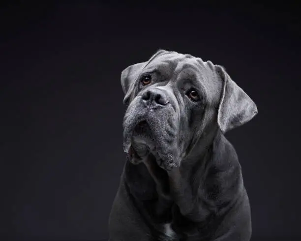 Cane Corso for sale Cane Corso price Buy Cane Corso puppy Cane Corso puppies for sale Cane Corso puppies for adoption Cheap Cane Corso Puppies for sale Cane Corso Breeders Cane Corso breeders near me Cane Corso for sale near me Cane Corso cost Adopt Cane Corso puppy Cane Corso kennel Trained Cane Corso for sale Purebred Cane Corso puppies for sale Cane Corso puppies for sale price Cane Corso italiano for sale Cane Corso italiano puppies for sale  Cane Corso italiano puppy breeders Italian mastiff for sale Italian mastiff price Buy Italian mastiff puppy Italian mastiff puppies for sale Italian mastiff puppies for adoption Cheap Italian mastiff Puppies for sale Italian mastiff Breeders Italian mastiff breeders near me Italian mastiff for sale near me Italian mastiff cost Adopt Italian mastiff puppy Italian mastiff kennel Cane corso mastiff for sale Purebred Italian mastiff puppies for sale Italian mastiff puppies for sale price Cane Corso italiano for sale Cane Corso italiano puppies for sale  Cane Corso italiano puppy breeders Cane Corso mastiff breeders Cane Corso mastiff puppy for sale