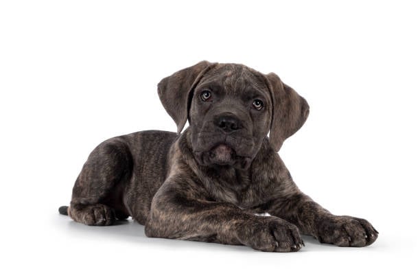 Cane Corso for sale Cane Corso price Buy Cane Corso puppy Cane Corso puppies for sale Cane Corso puppies for adoption Cheap Cane Corso Puppies for sale Cane Corso Breeders Cane Corso breeders near me Cane Corso for sale near me Cane Corso cost Adopt Cane Corso puppy Cane Corso kennel Trained Cane Corso for sale Purebred Cane Corso puppies for sale Cane Corso puppies for sale price Cane Corso italiano for sale Cane Corso italiano puppies for sale  Cane Corso italiano puppy breeders Italian mastiff for sale Italian mastiff price Buy Italian mastiff puppy Italian mastiff puppies for sale Italian mastiff puppies for adoption Cheap Italian mastiff Puppies for sale Italian mastiff Breeders Italian mastiff breeders near me Italian mastiff for sale near me Italian mastiff cost Adopt Italian mastiff puppy Italian mastiff kennel Cane corso mastiff for sale Purebred Italian mastiff puppies for sale Italian mastiff puppies for sale price Cane Corso italiano for sale Cane Corso italiano puppies for sale  Cane Corso italiano puppy breeders Cane Corso mastiff breeders Cane Corso mastiff puppy for sale