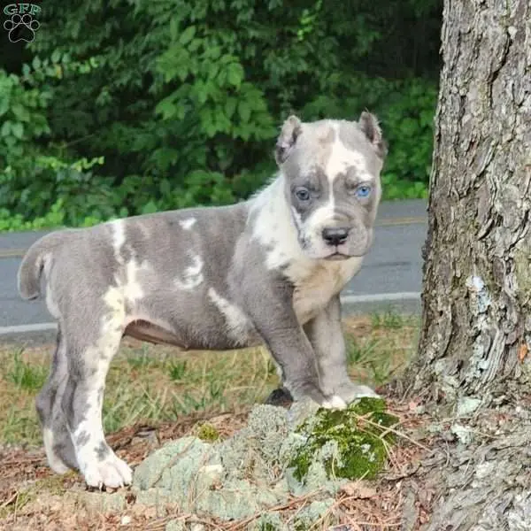 Cane Corso for sale Cane Corso price Buy Cane Corso puppy Cane Corso puppies for sale Cane Corso puppies for adoption Cheap Cane Corso Puppies for sale Cane Corso Breeders Cane Corso breeders near me Cane Corso for sale near me Cane Corso cost Adopt Cane Corso puppy Cane Corso kennel Trained Cane Corso for sale Purebred Cane Corso puppies for sale Cane Corso puppies for sale price Cane Corso italiano for sale Cane Corso italiano puppies for sale  Cane Corso italiano puppy breeders Italian mastiff for sale Italian mastiff price Buy Italian mastiff puppy Italian mastiff puppies for sale Italian mastiff puppies for adoption Cheap Italian mastiff Puppies for sale Italian mastiff Breeders Italian mastiff breeders near me Italian mastiff for sale near me Italian mastiff cost Adopt Italian mastiff puppy Italian mastiff kennel Cane corso mastiff for sale Purebred Italian mastiff puppies for sale Italian mastiff puppies for sale price Cane Corso italiano for sale Cane Corso italiano puppies for sale  Cane Corso italiano puppy breeders Cane Corso mastiff breeders Cane Corso mastiff puppy for sale