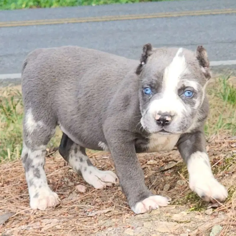 Cane Corso for sale Cane Corso price Buy Cane Corso puppy Cane Corso puppies for sale Cane Corso puppies for adoption Cheap Cane Corso Puppies for sale Cane Corso Breeders Cane Corso breeders near me Cane Corso for sale near me Cane Corso cost Adopt Cane Corso puppy Cane Corso kennel Trained Cane Corso for sale Purebred Cane Corso puppies for sale Cane Corso puppies for sale price Cane Corso italiano for sale Cane Corso italiano puppies for sale  Cane Corso italiano puppy breeders Italian mastiff for sale Italian mastiff price Buy Italian mastiff puppy Italian mastiff puppies for sale Italian mastiff puppies for adoption Cheap Italian mastiff Puppies for sale Italian mastiff Breeders Italian mastiff breeders near me Italian mastiff for sale near me Italian mastiff cost Adopt Italian mastiff puppy Italian mastiff kennel Cane corso mastiff for sale Purebred Italian mastiff puppies for sale Italian mastiff puppies for sale price Cane Corso italiano for sale Cane Corso italiano puppies for sale  Cane Corso italiano puppy breeders Cane Corso mastiff breeders Cane Corso mastiff puppy for sale