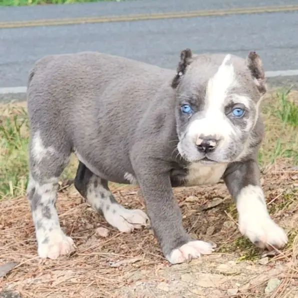 Cane Corso for sale Cane Corso price Buy Cane Corso puppy Cane Corso puppies for sale Cane Corso puppies for adoption Cheap Cane Corso Puppies for sale Cane Corso Breeders Cane Corso breeders near me Cane Corso for sale near me Cane Corso cost Adopt Cane Corso puppy Cane Corso kennel Trained Cane Corso for sale Purebred Cane Corso puppies for sale Cane Corso puppies for sale price Cane Corso italiano for sale Cane Corso italiano puppies for sale  Cane Corso italiano puppy breeders Italian mastiff for sale Italian mastiff price Buy Italian mastiff puppy Italian mastiff puppies for sale Italian mastiff puppies for adoption Cheap Italian mastiff Puppies for sale Italian mastiff Breeders Italian mastiff breeders near me Italian mastiff for sale near me Italian mastiff cost Adopt Italian mastiff puppy Italian mastiff kennel Cane corso mastiff for sale Purebred Italian mastiff puppies for sale Italian mastiff puppies for sale price Cane Corso italiano for sale Cane Corso italiano puppies for sale  Cane Corso italiano puppy breeders Cane Corso mastiff breeders Cane Corso mastiff puppy for sale