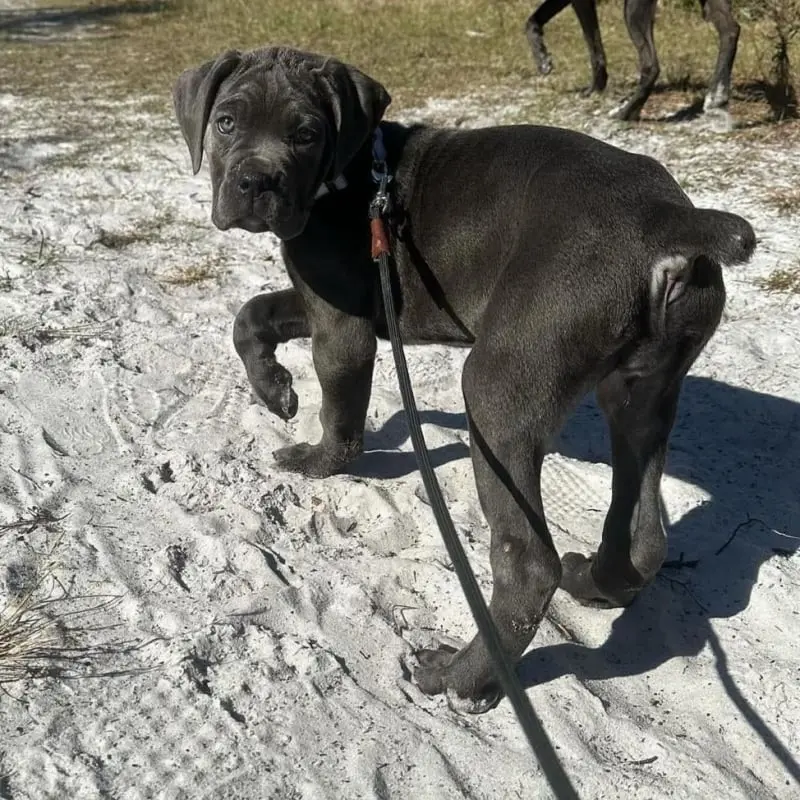 Cane Corso for sale Cane Corso price Buy Cane Corso puppy Cane Corso puppies for sale Cane Corso puppies for adoption Cheap Cane Corso Puppies for sale Cane Corso Breeders Cane Corso breeders near me Cane Corso for sale near me Cane Corso cost Adopt Cane Corso puppy Cane Corso kennel Trained Cane Corso for sale Purebred Cane Corso puppies for sale Cane Corso puppies for sale price Cane Corso italiano for sale Cane Corso italiano puppies for sale  Cane Corso italiano puppy breeders Italian mastiff for sale Italian mastiff price Buy Italian mastiff puppy Italian mastiff puppies for sale Italian mastiff puppies for adoption Cheap Italian mastiff Puppies for sale Italian mastiff Breeders Italian mastiff breeders near me Italian mastiff for sale near me Italian mastiff cost Adopt Italian mastiff puppy Italian mastiff kennel Cane corso mastiff for sale Purebred Italian mastiff puppies for sale Italian mastiff puppies for sale price Cane Corso italiano for sale Cane Corso italiano puppies for sale  Cane Corso italiano puppy breeders Cane Corso mastiff breeders Cane Corso mastiff puppy for sale