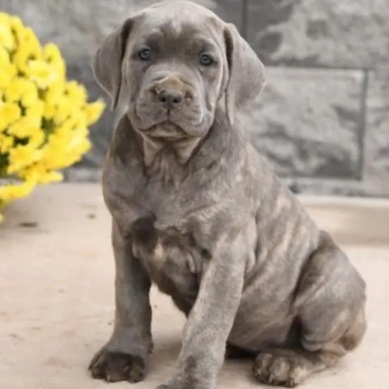 Cane Corso for sale Cane Corso price Buy Cane Corso puppy Cane Corso puppies for sale Cane Corso puppies for adoption Cheap Cane Corso Puppies for sale Cane Corso Breeders Cane Corso breeders near me Cane Corso for sale near me Cane Corso cost Adopt Cane Corso puppy Cane Corso kennel Trained Cane Corso for sale Purebred Cane Corso puppies for sale Cane Corso puppies for sale price Cane Corso italiano for sale Cane Corso italiano puppies for sale  Cane Corso italiano puppy breeders Italian mastiff for sale Italian mastiff price Buy Italian mastiff puppy Italian mastiff puppies for sale Italian mastiff puppies for adoption Cheap Italian mastiff Puppies for sale Italian mastiff Breeders Italian mastiff breeders near me Italian mastiff for sale near me Italian mastiff cost Adopt Italian mastiff puppy Italian mastiff kennel Cane corso mastiff for sale Purebred Italian mastiff puppies for sale Italian mastiff puppies for sale price Cane Corso italiano for sale Cane Corso italiano puppies for sale  Cane Corso italiano puppy breeders Cane Corso mastiff breeders Cane Corso mastiff puppy for sale