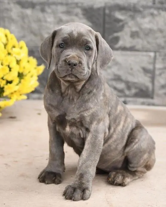 Cane Corso for sale Cane Corso price Buy Cane Corso puppy Cane Corso puppies for sale Cane Corso puppies for adoption Cheap Cane Corso Puppies for sale Cane Corso Breeders Cane Corso breeders near me Cane Corso for sale near me Cane Corso cost Adopt Cane Corso puppy Cane Corso kennel Trained Cane Corso for sale Purebred Cane Corso puppies for sale Cane Corso puppies for sale price Cane Corso italiano for sale Cane Corso italiano puppies for sale  Cane Corso italiano puppy breeders Italian mastiff for sale Italian mastiff price Buy Italian mastiff puppy Italian mastiff puppies for sale Italian mastiff puppies for adoption Cheap Italian mastiff Puppies for sale Italian mastiff Breeders Italian mastiff breeders near me Italian mastiff for sale near me Italian mastiff cost Adopt Italian mastiff puppy Italian mastiff kennel Cane corso mastiff for sale Purebred Italian mastiff puppies for sale Italian mastiff puppies for sale price Cane Corso italiano for sale Cane Corso italiano puppies for sale  Cane Corso italiano puppy breeders Cane Corso mastiff breeders Cane Corso mastiff puppy for sale